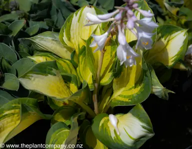 hosta-stained-glass--2