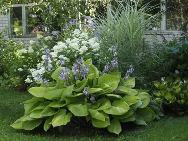 Hosta 'Sum and Substance' plant with yellow foliage.