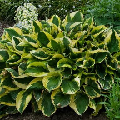 Hosta 'Twilight' plant with lush foliage.