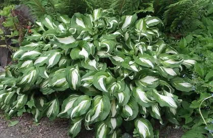 hosta-univittata-