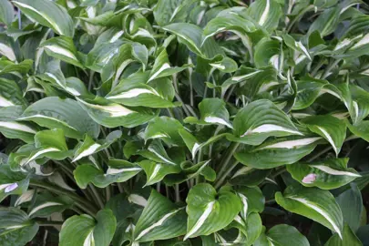 hosta-univittata-1