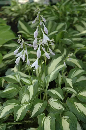 hosta-univittata-2