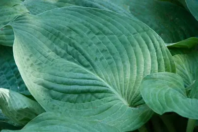 hosta-blue-angel-1