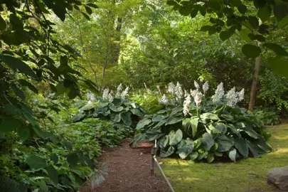 hosta-blue-angel-3