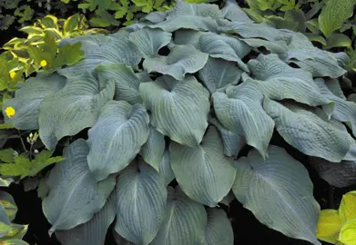 hosta-blue-angel-6