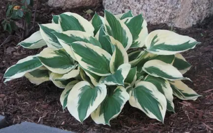 hosta-minuteman-1