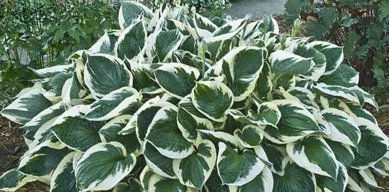 hosta-minuteman-2