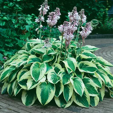 hosta-wide-brim-3