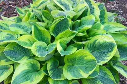 hosta-wide-brim-5