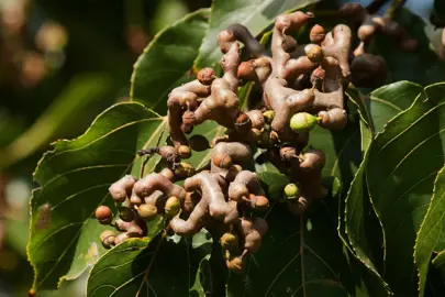 Hovenia dulcis fruit and green foliage.