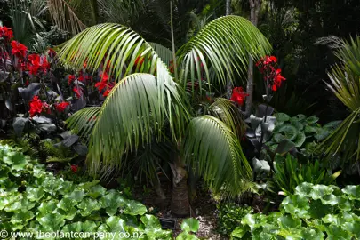 Howea forsteriana palm tree in a garden.