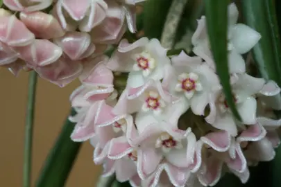 Hoya shepherdii white flowers held as a cluster.