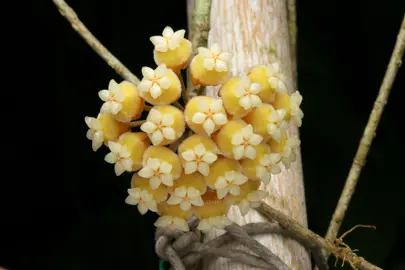 Hoya 'Teddy' flowers.