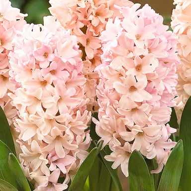 hyacinth-apricot-passion-1