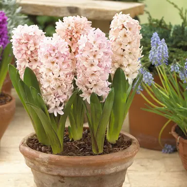 hyacinth-apricot-passion-2