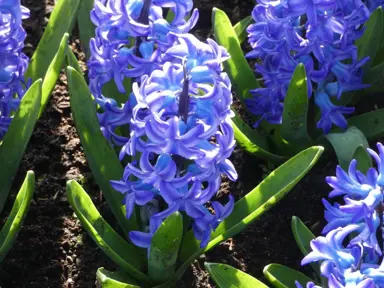 hyacinth-aqua-2