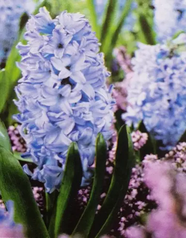 hyacinth-aqua-3