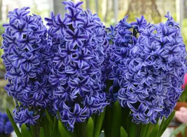 hyacinth-blue-jacket-1