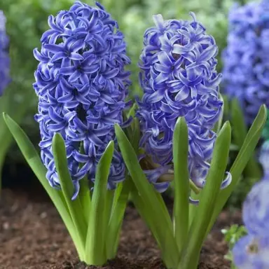 hyacinth-blue-jacket-4