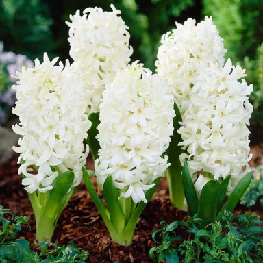 hyacinth-carnegie-2