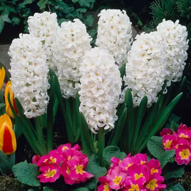 hyacinth-carnegie-6