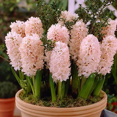 hyacinth-china-pink-1