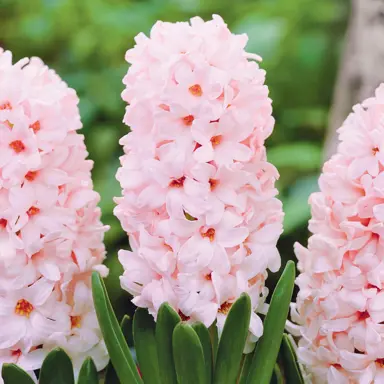 hyacinth-china-pink-4