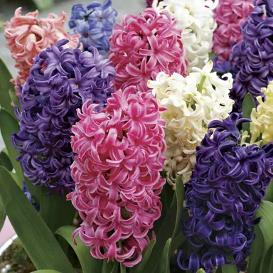 hyacinth-collection-2