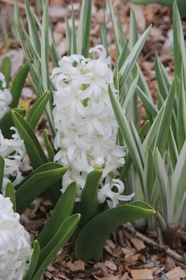 hyacinth-fairy-white-2