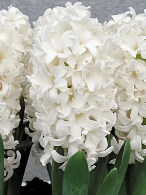 hyacinth-fairy-white-3