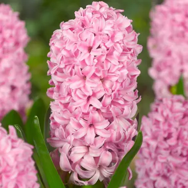 hyacinth-fondant-1