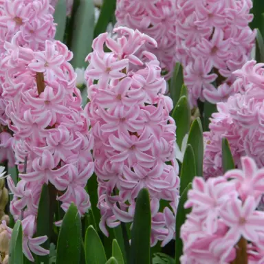 hyacinth-fondant-4