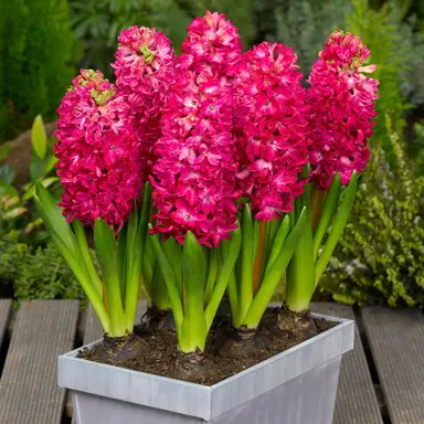 hyacinth-jan-bos-3