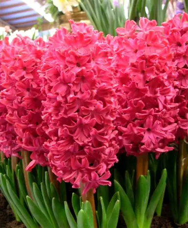 hyacinth-jan-bos-6