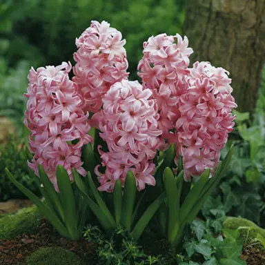 hyacinth-lady-derby-2