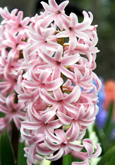 hyacinth-lady-derby-3