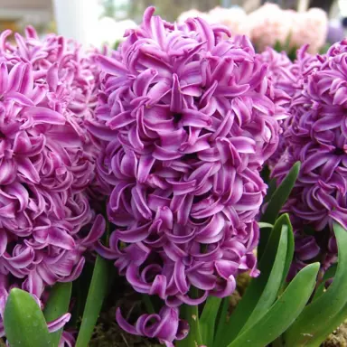 hyacinth-purple-sensation-1