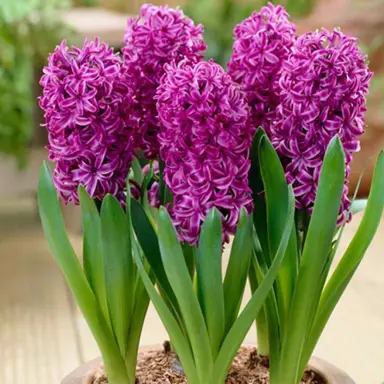 hyacinth-purple-sensation-3