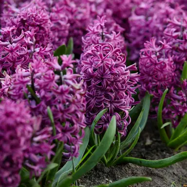 hyacinth-purple-sensation-6