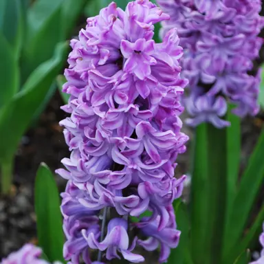 hyacinth-splendid-cornelia-1