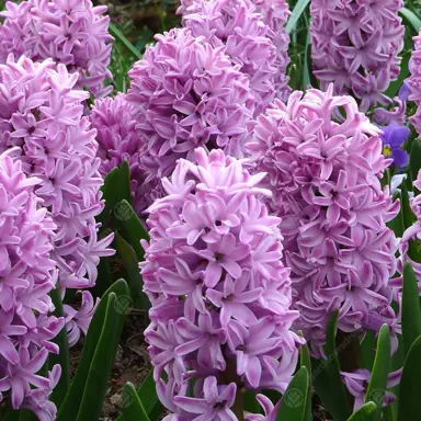 hyacinth-splendid-cornelia-5