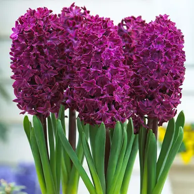 hyacinth-woodstock-1