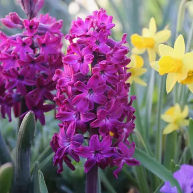 hyacinth-woodstock-3