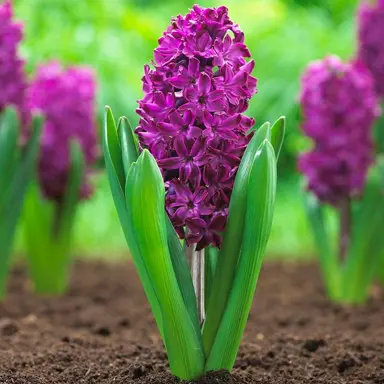 hyacinth-woodstock-5