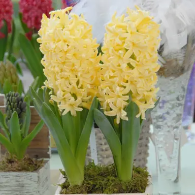 hyacinth-yellowstone-1