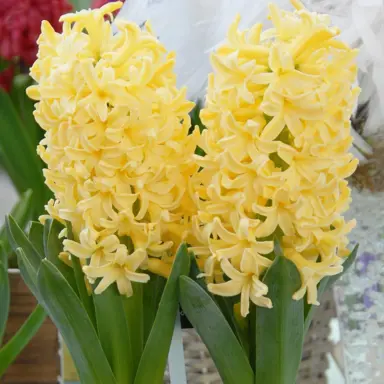 hyacinth-yellowstone-4