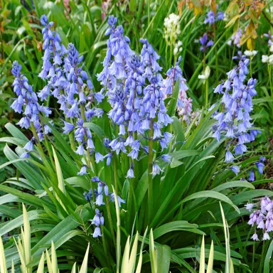 hyacinthoides-bluebells-blue-plant-