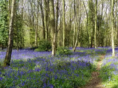 hyacinthoides-bluebells-blue-plant-1