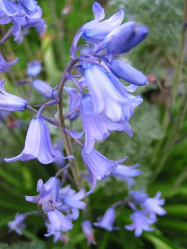 hyacinthoides-bluebells-blue-plant-2