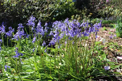 hyacinthoides-bluebells-blue-plant-3